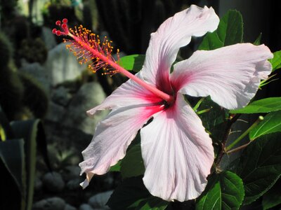 Hibiscus blossom bloom
