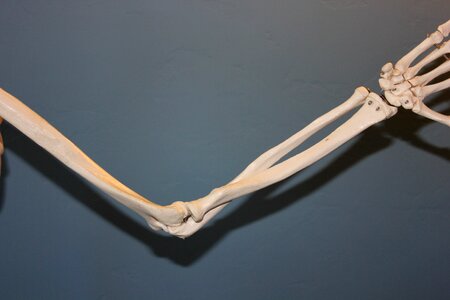 Human body bone photo