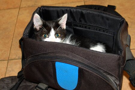 Pet feline kitty