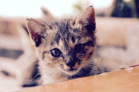 Animal cat claw