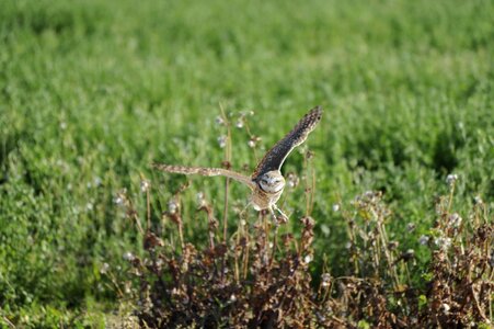 Flight photo