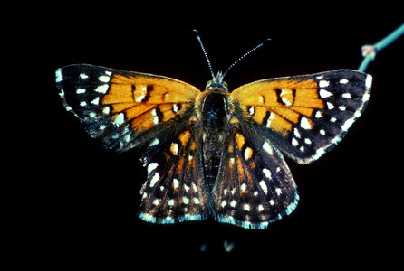 Mormon Metalmark, Apodemia mormo langei Butterfly