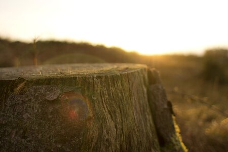 Cutting forest photo