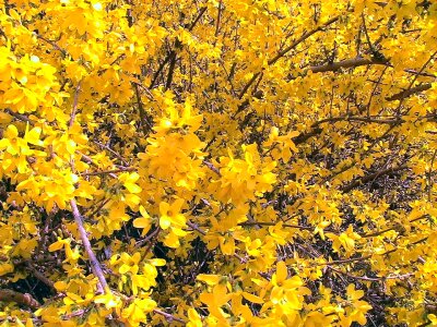 Blossoming Forsythia suspensa 