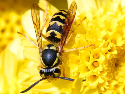 Beautiful Photo bug close-up