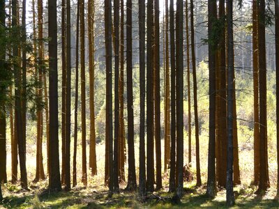 Strains light shadow