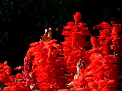 Salvia red garden plant photo