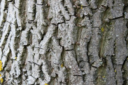 Wood bark log