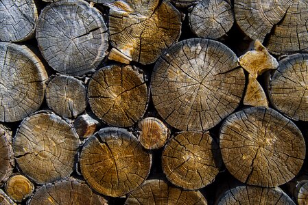 Wood logging forestry