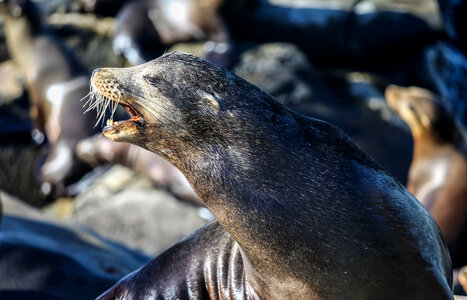 Sea Lion in a Colony photo