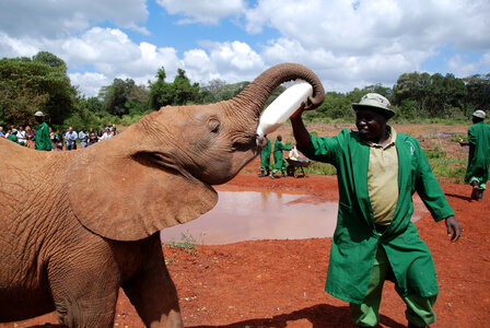 Feeding the Elephant in Nairobi, Kenya photo