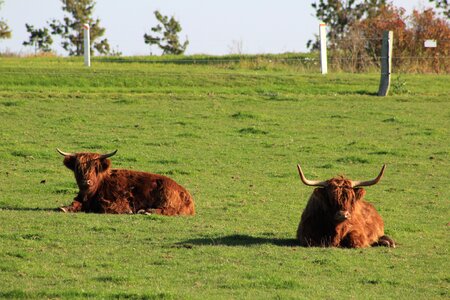 Nature livestock landscape photo