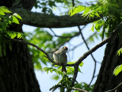 Bird sparrow Spizella passerina