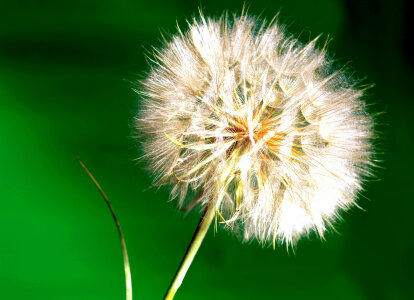 Dandelion photo