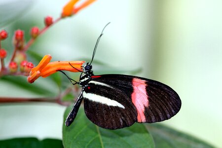 Black red white