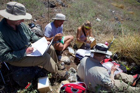 Nihoa Millerbird Translocation-1
