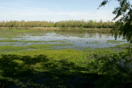 Camp greenery marsh