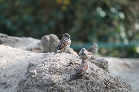 Zoo house sparrow sparrows