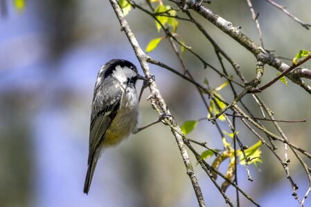 Nature wildlife animal
