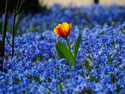 Tulip meadow blue flowers