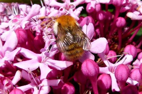 Bloom blossom insect photo