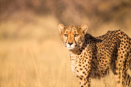 Cheetah animal safari photo