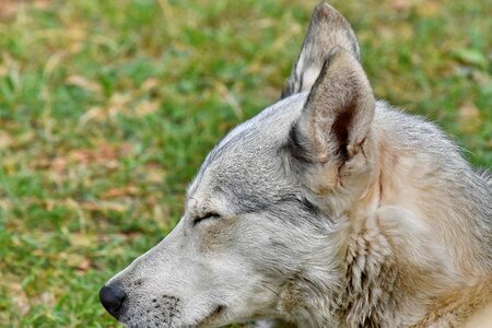 Ear fur grey photo