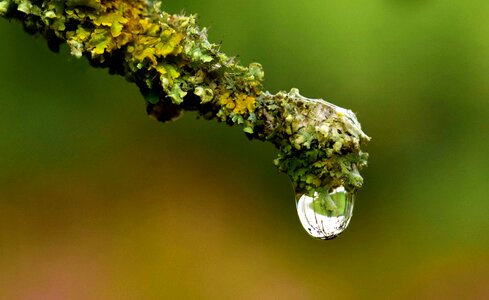 Drop landscape leaf