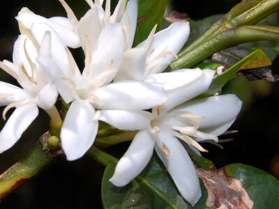 Coffee blooms