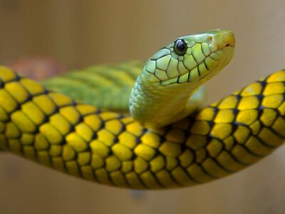 Toxic close up yellow