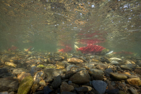  Sockeye Salmon-2