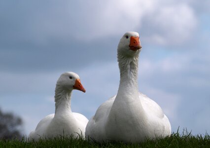 Animals couple white