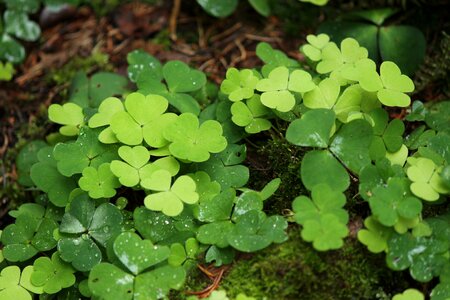 Oxalis oxalis acetosella common wood sorrel