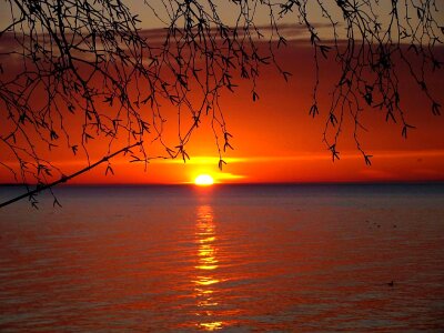 Sun tree duck