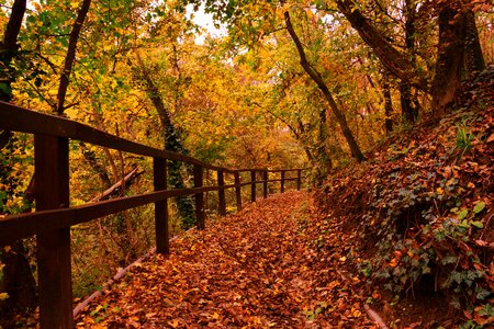 Autumn leaves forest photo