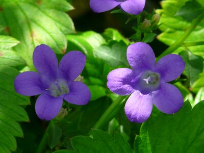 Bloom blue violet photo