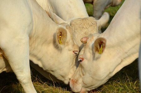 Cow cows ruminant photo