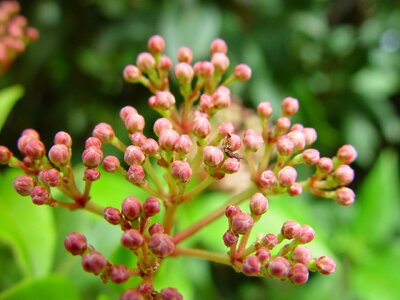 Bloom bud buds