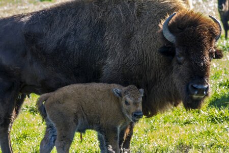 Rural baby animal