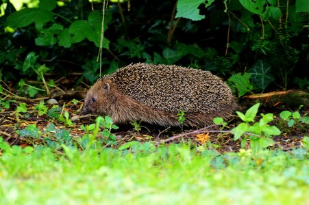 Nature animal world cute