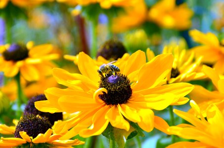 Beautiful Flowers bee flower photo