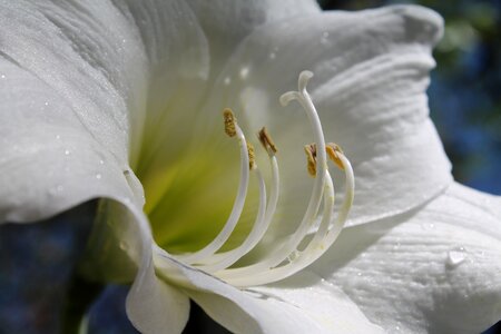 White amaryllis flowering bulbs amaryllis belladonna photo