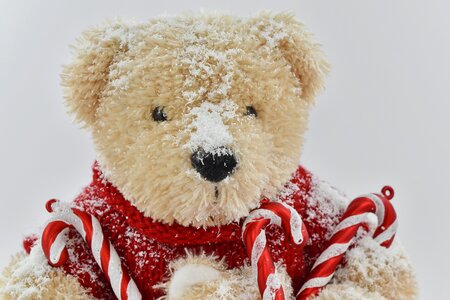 Christmas toy teddy bear toy photo