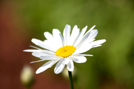Beautiful Photo daisy flora