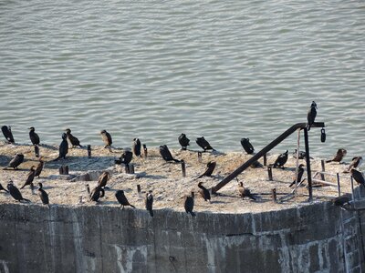 Water bird outdoors photo