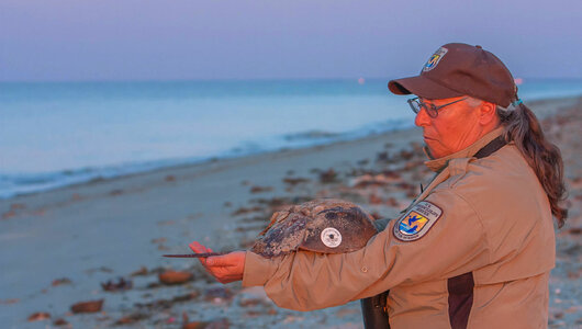 Biologist examines tagged horseshoe crab on beach-1 photo