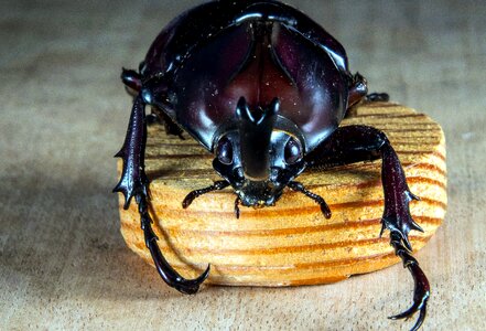 Beautiful Photo beetle insect
