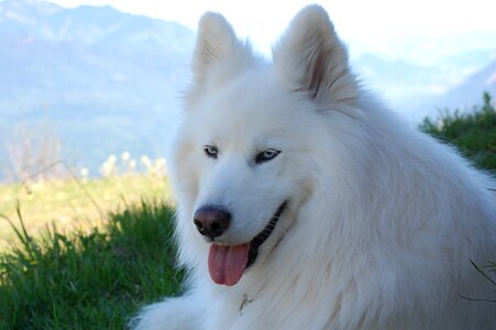 Dog animal hybrid