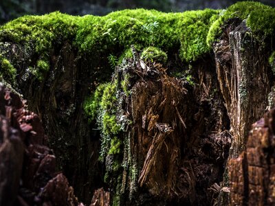 Moss green nature