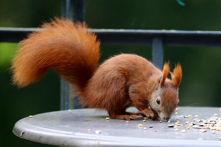 Forest cute rodent
